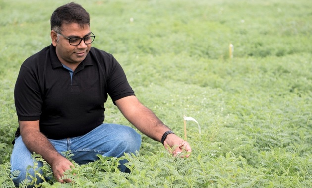 Professor Varshney in chickpea field