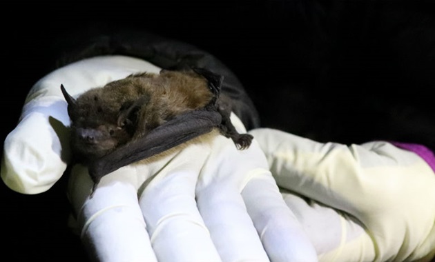 Western false pipistrelle bat