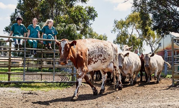 Murdoch students sitting on a fence with cows walking in front of them.