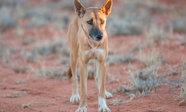 Wild dogs 860 x 480