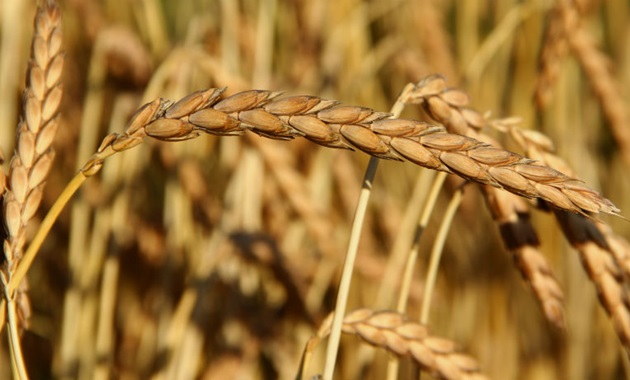 Wild emmer wheat field