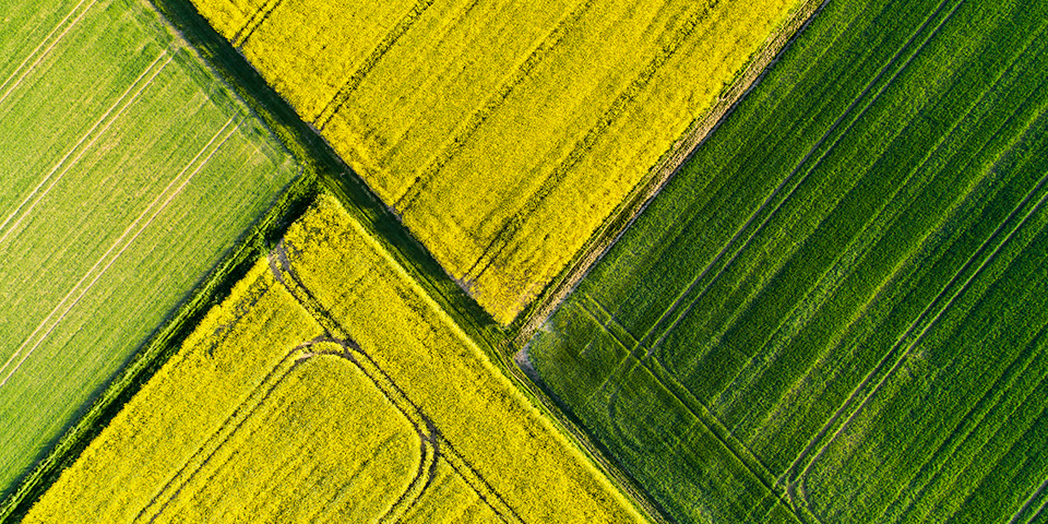 Aerial shot of crops