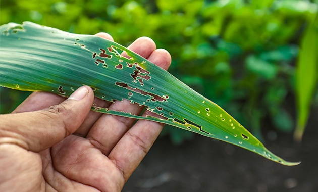 Corn leaf eaten by pests