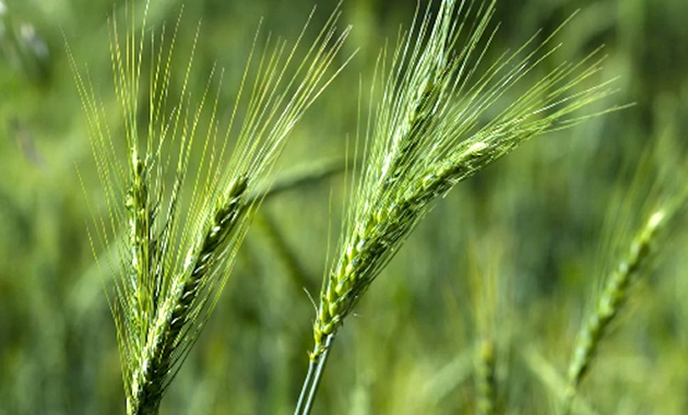 Crop of green wheat