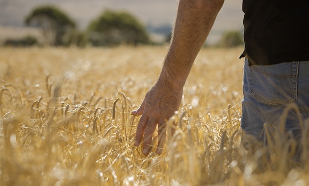 Farmer running hands through wheat field