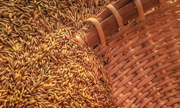 Harvested wheat in tray