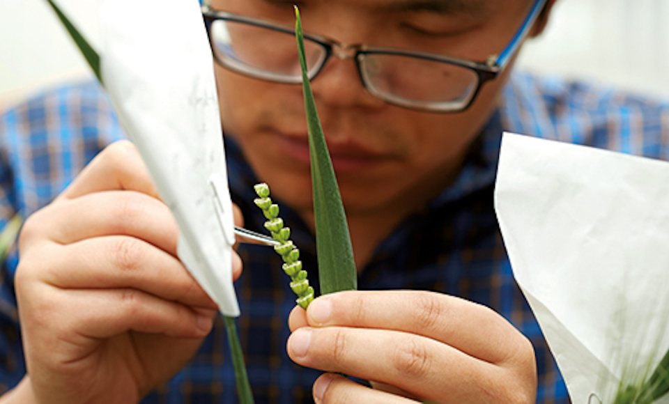 Close up of researcher with grain