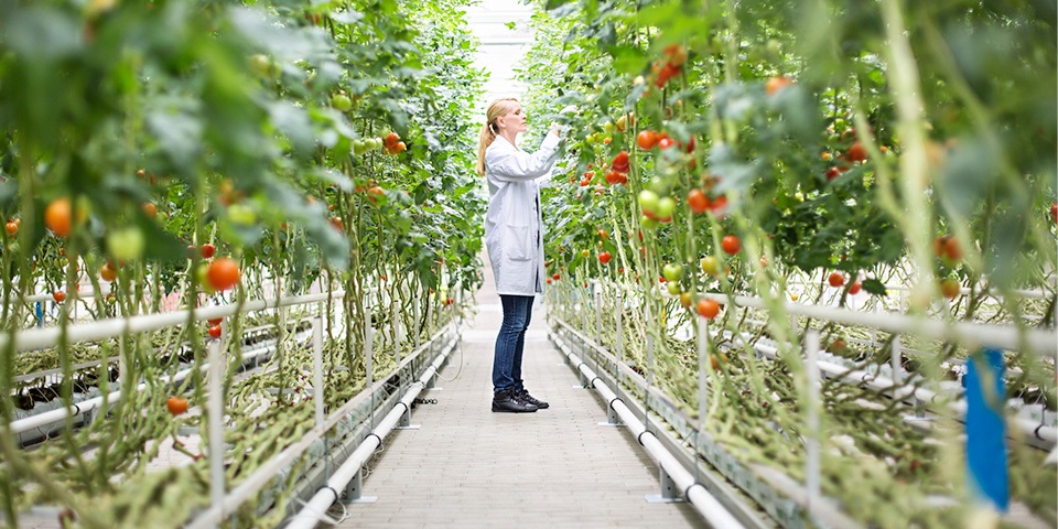 Researcher in tomato greenhouse