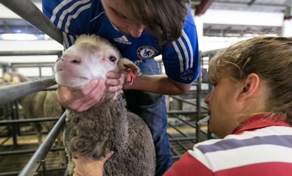 Students handling a sheep