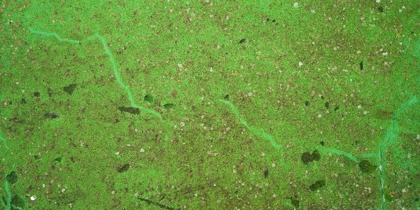 Green algae on water