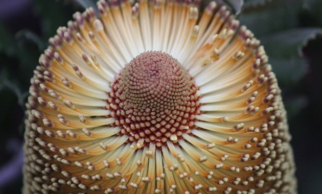 Native flower closeup