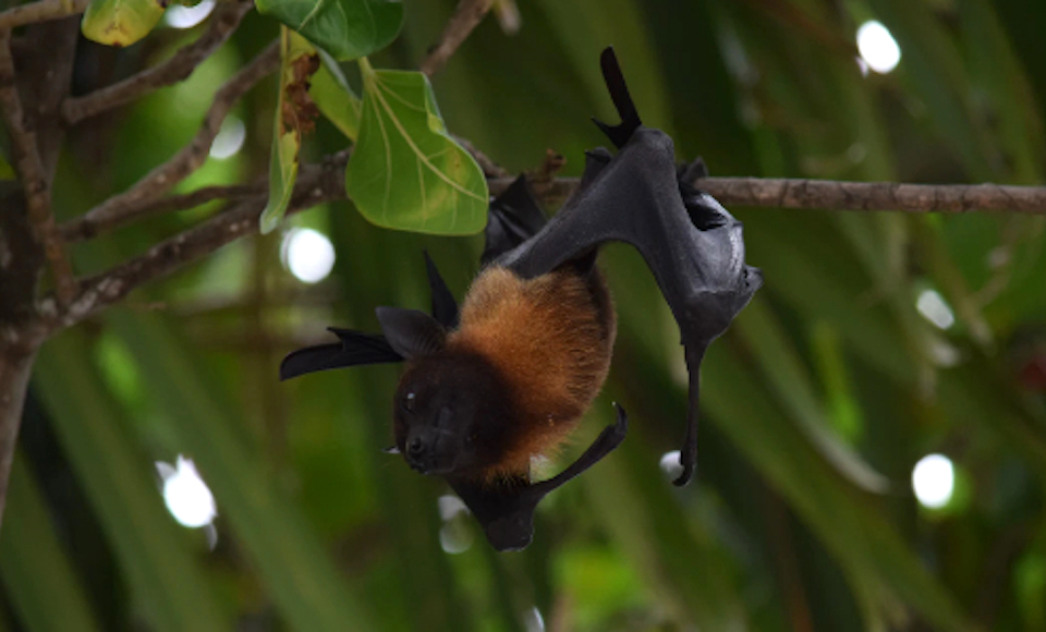Bat in a tree