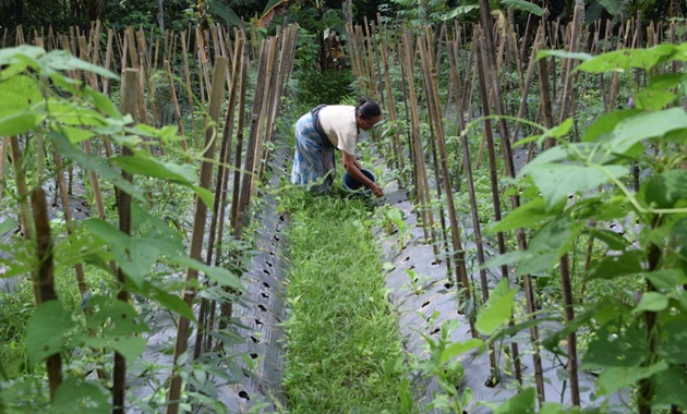 CLICCC project - harvest in Banyusidi