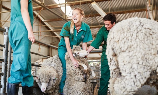 Agricultural Science students working with sheep