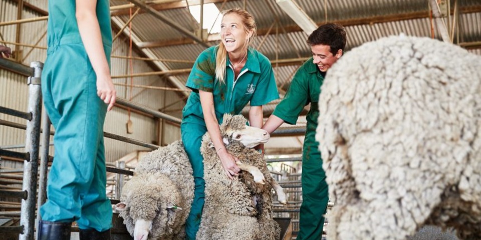 Agricultural Science students working with sheep