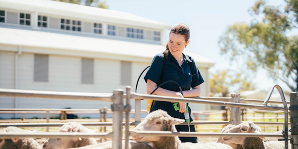 student near sheep