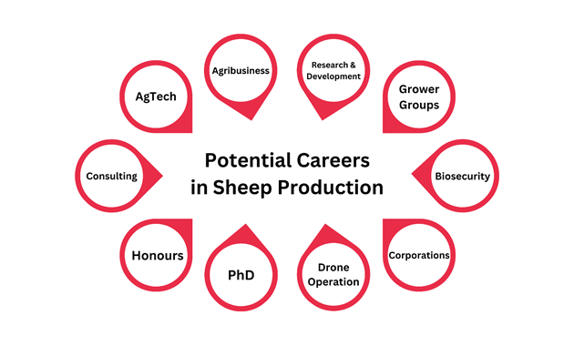 Potential Careers in Sheep Production infographic