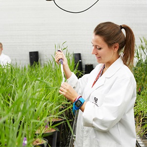 Young researcher in greenhouse with crop samples