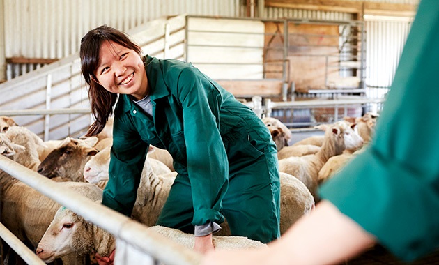 Student helping in sheep shed