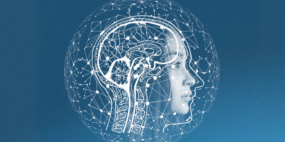 Brain profile illustration