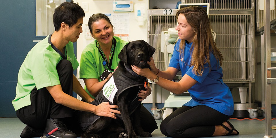 vet students with dog in clinic