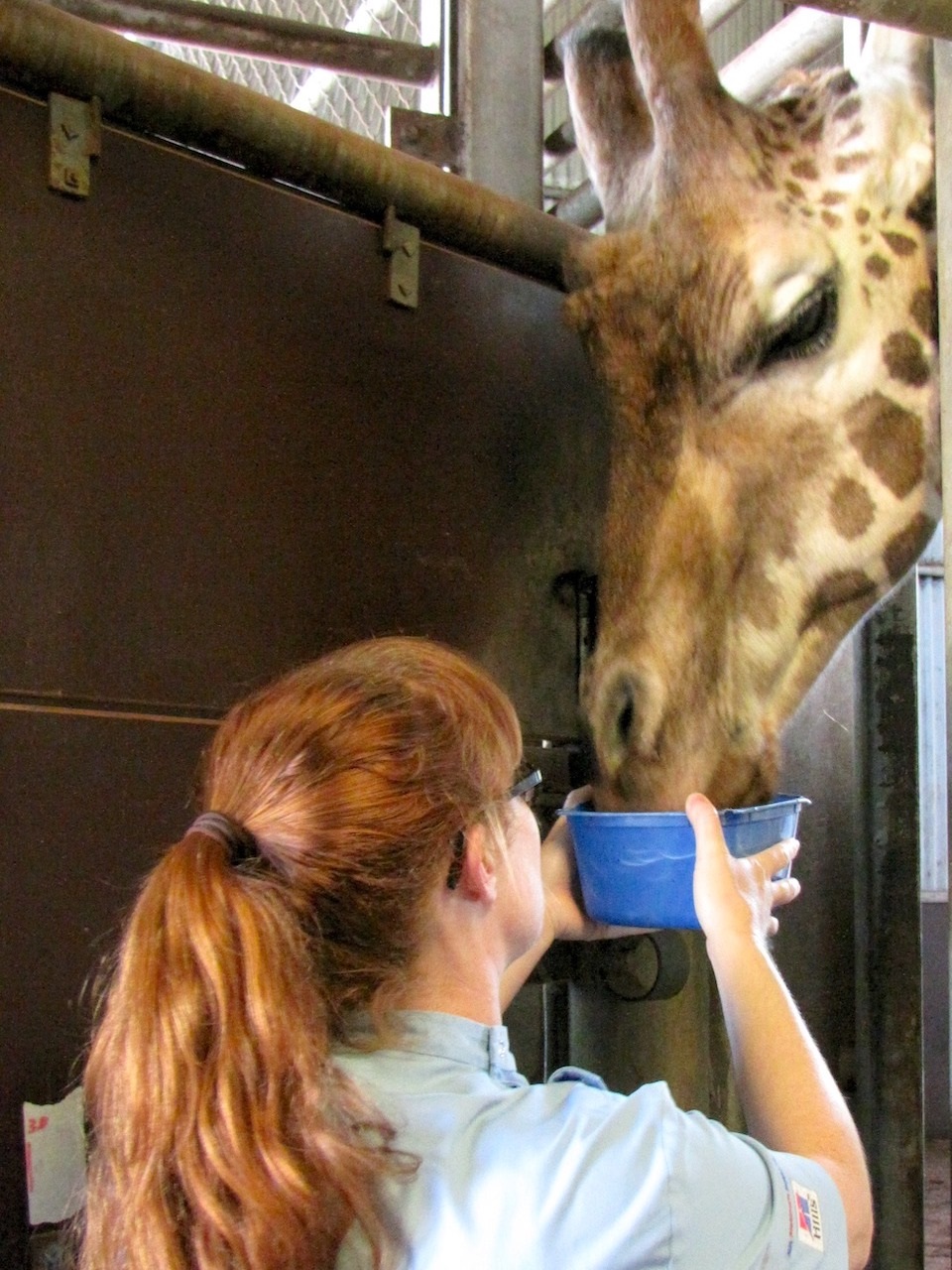 researcher feeding giraffe