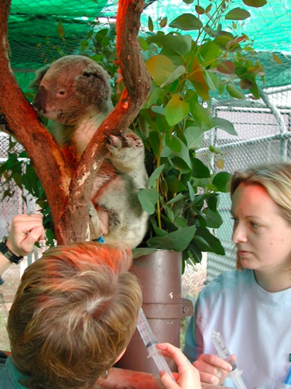 student with koala