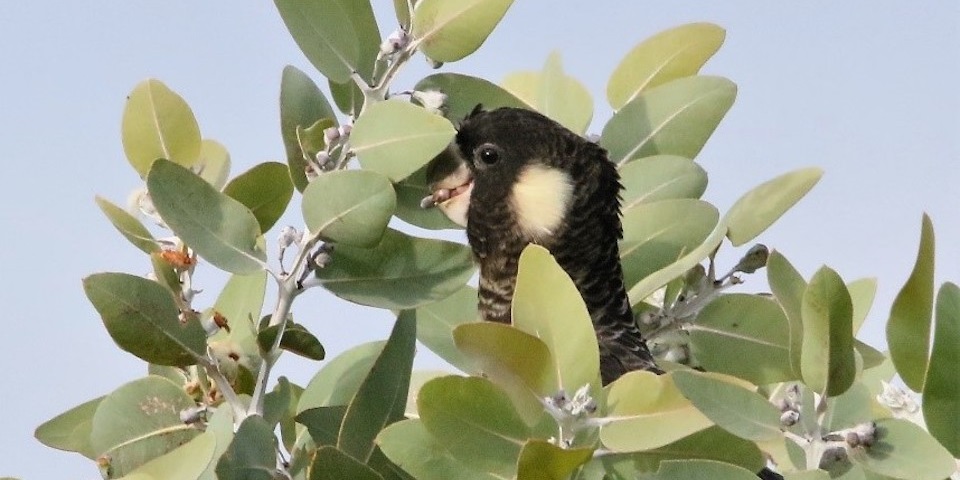 cockatoo in tree